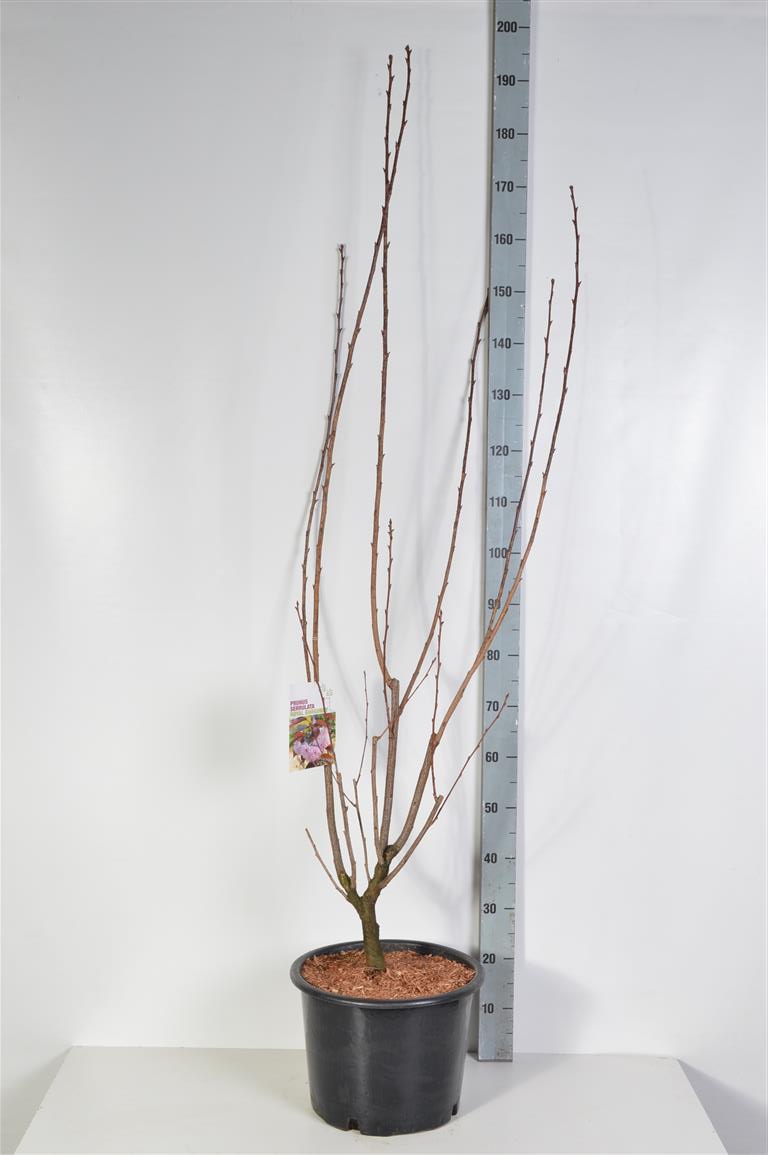 Prunus serrulata &