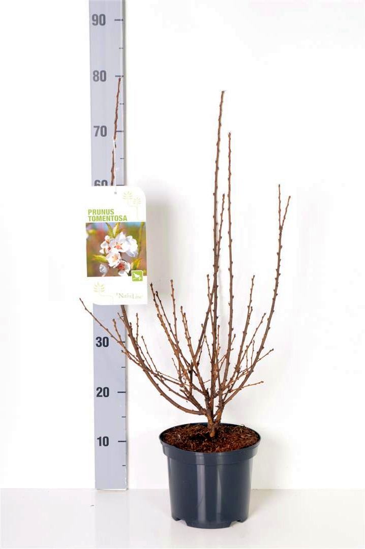 Prunus tomentosa C3 (3 liters kruka) 30-40 cm