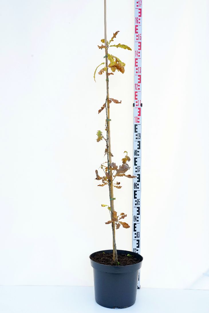 Quercus petraea (bergek) 100-125 cm C12 (12 liters kruka)