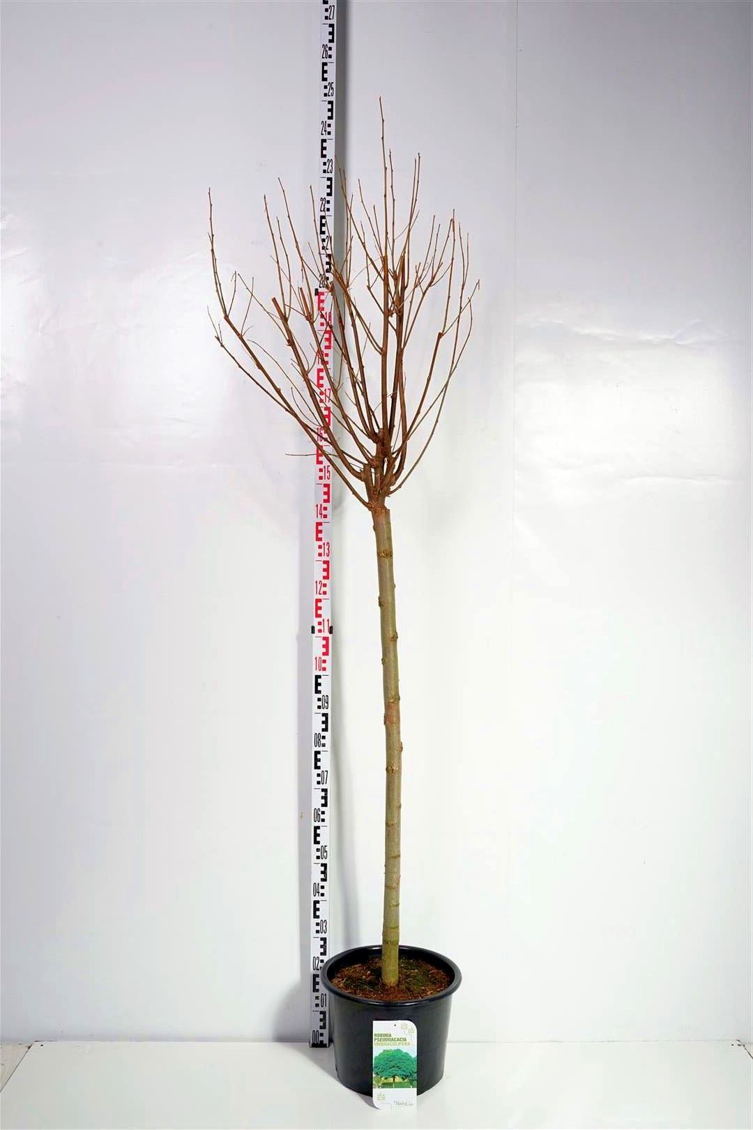 Robinia pseudoacacia &