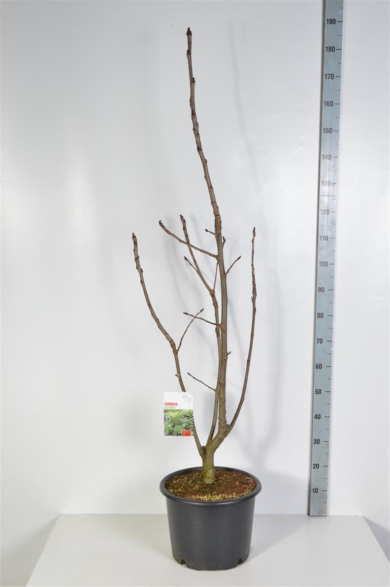Sorbus &
