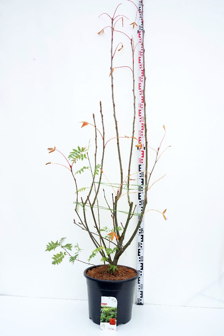 Sorbus &