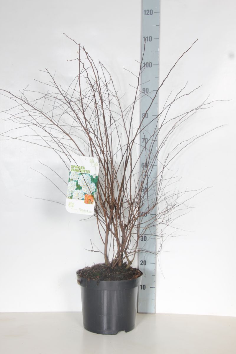 Spiraea vanhouttei C7,5 (7,5 liters kruka) 80-100 cm