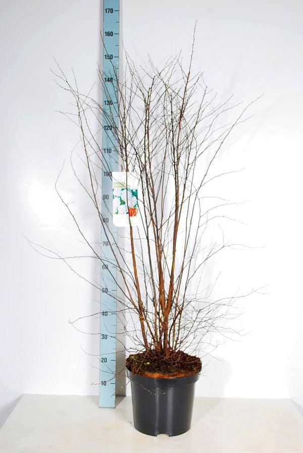 Bukettspirea - Spiraea vanhouttei C12 (12 liters kruka) 100-125 cm