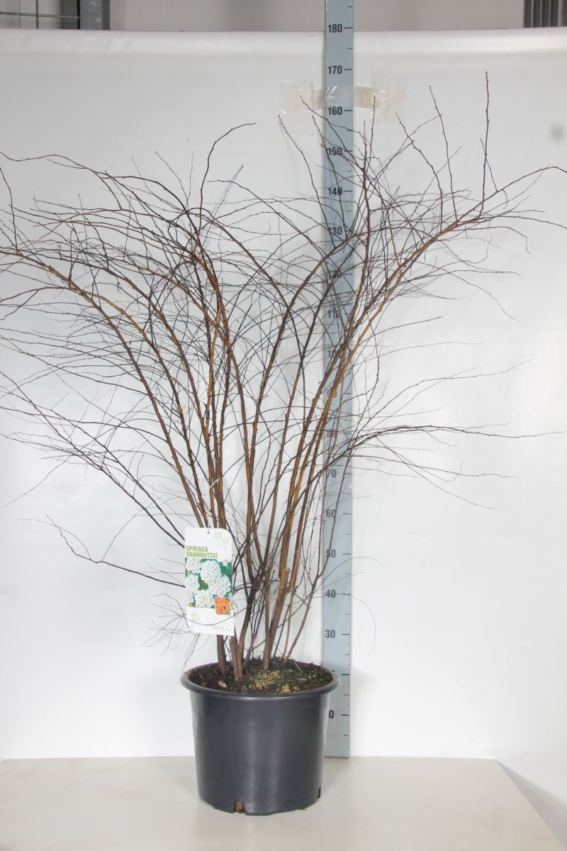 Spiraea vanhouttei C20 (20 liters kruka) 125-150 cm