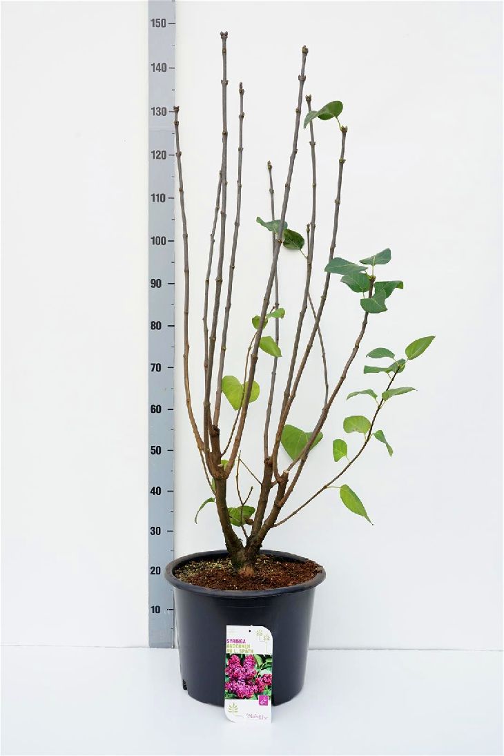 Syringa v. &