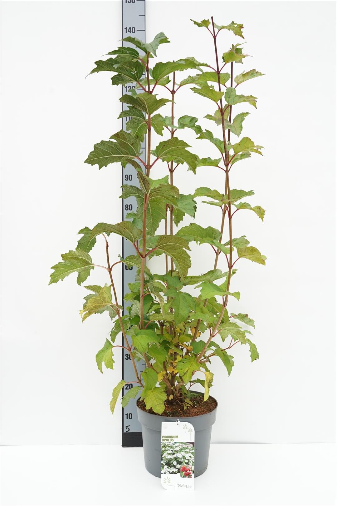 Viburnum opulus C7,5 (7,5 liters kruka) 80-100 cm