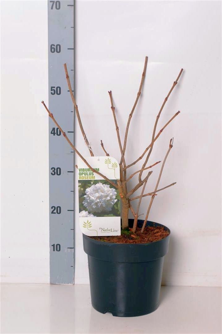 Viburnum opulus &