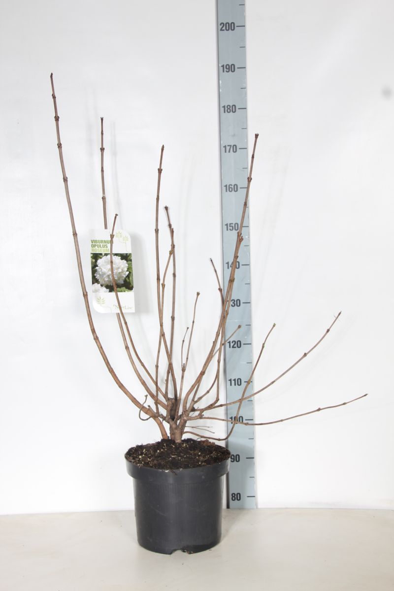 Viburnum opulus &