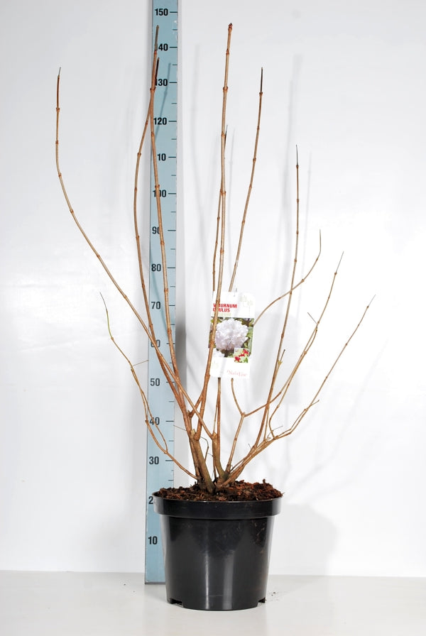 Viburnum opulus &