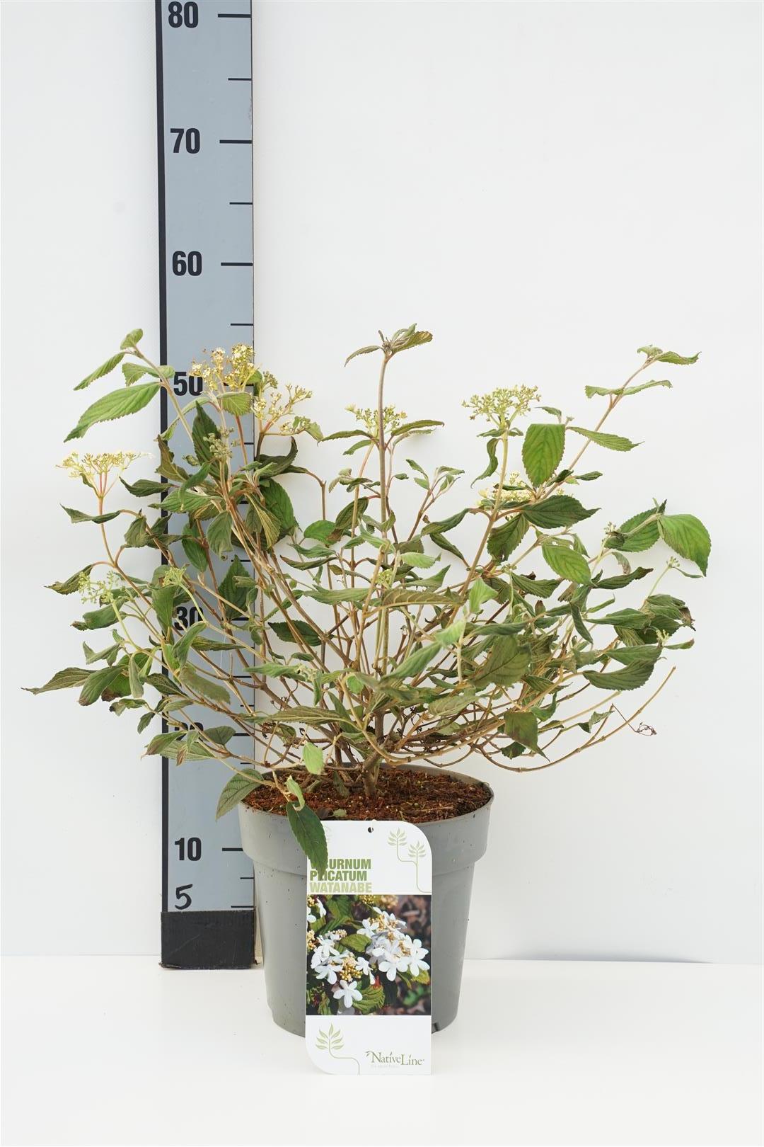 Viburnum plicatum &