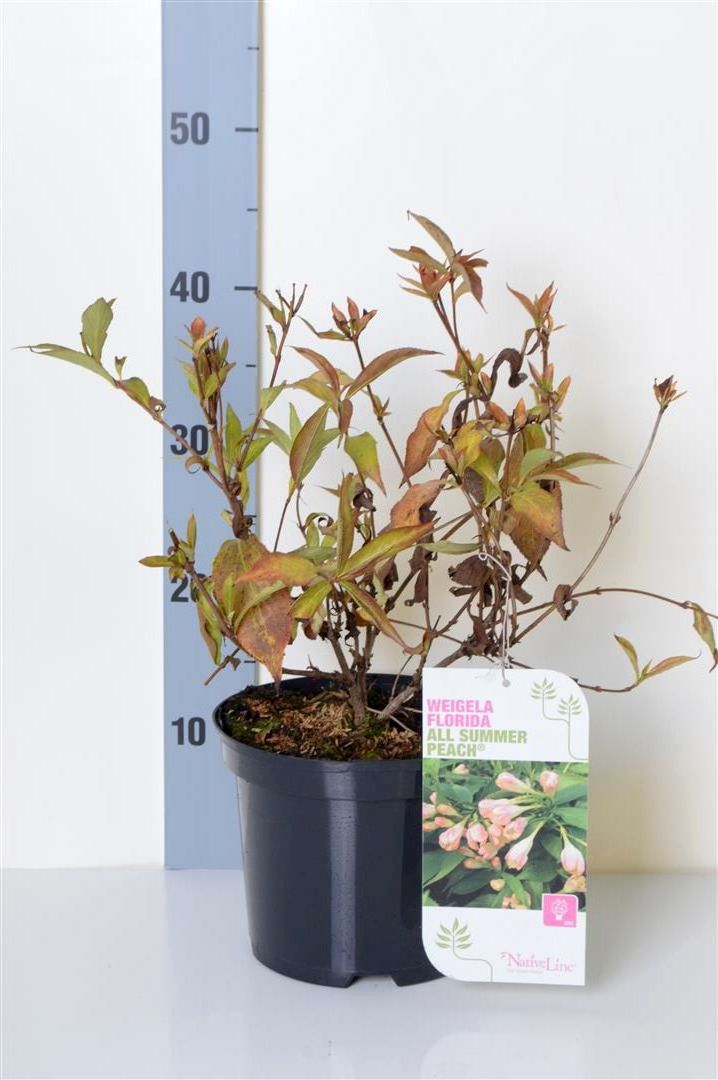 Weigela &