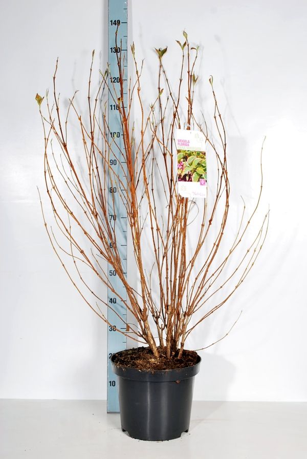 Weigela &