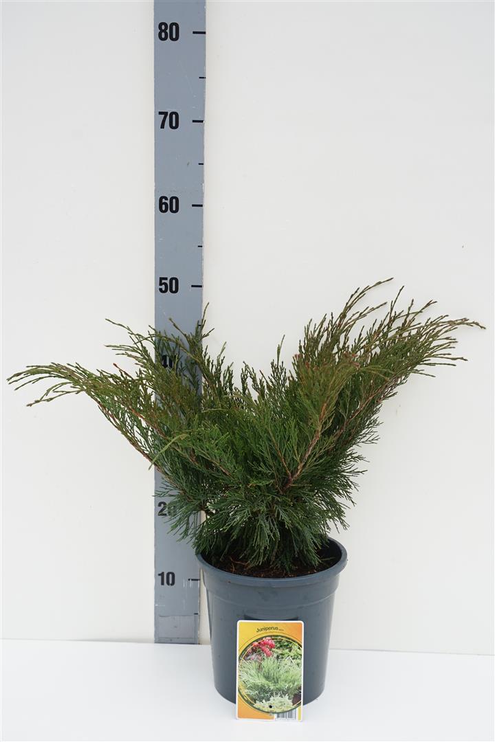 Juniperus sabina C3 (3 liters kruka) / 19 cm kruka 30-40 cm