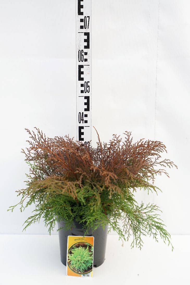 Microbiota decussata C3 (3 liters kruka) 30-40 cm