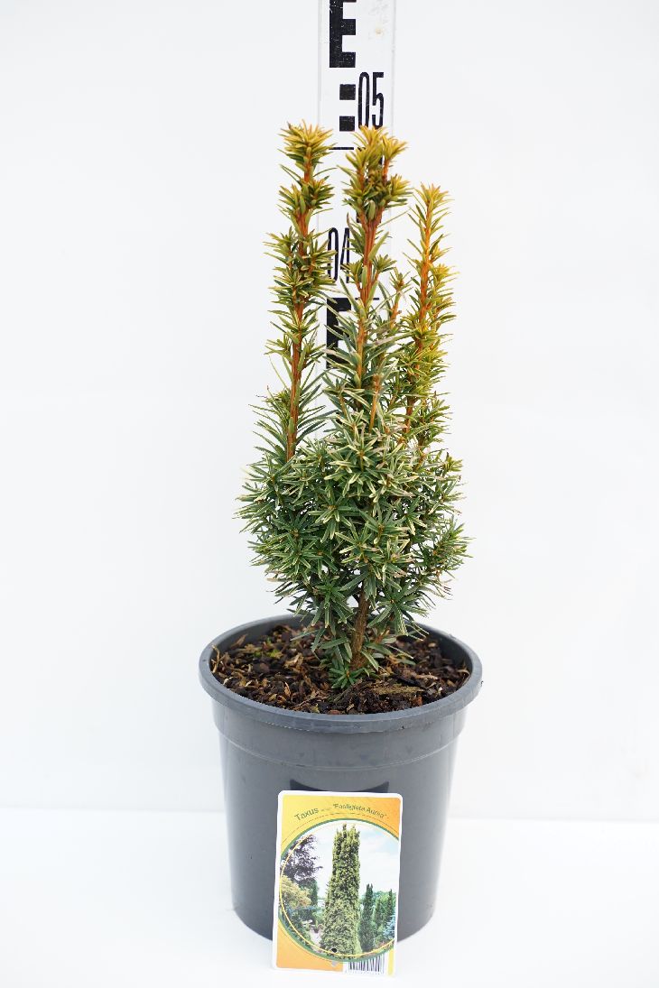 Taxus baccata &