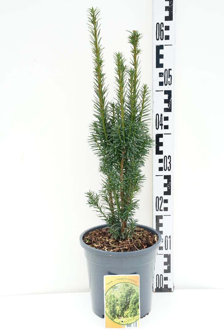 Taxus b. &