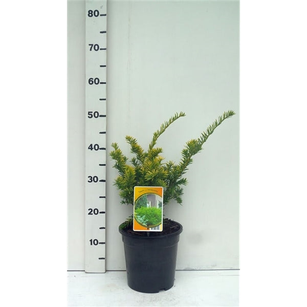 Taxus baccata &