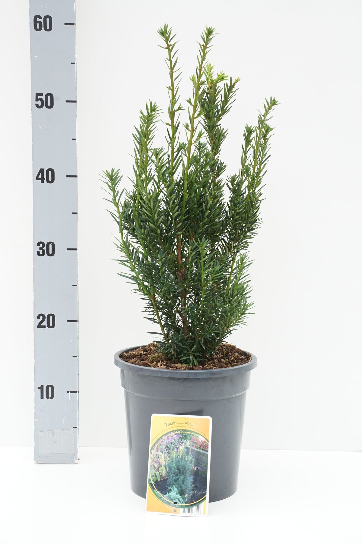 Taxus cuspidata &