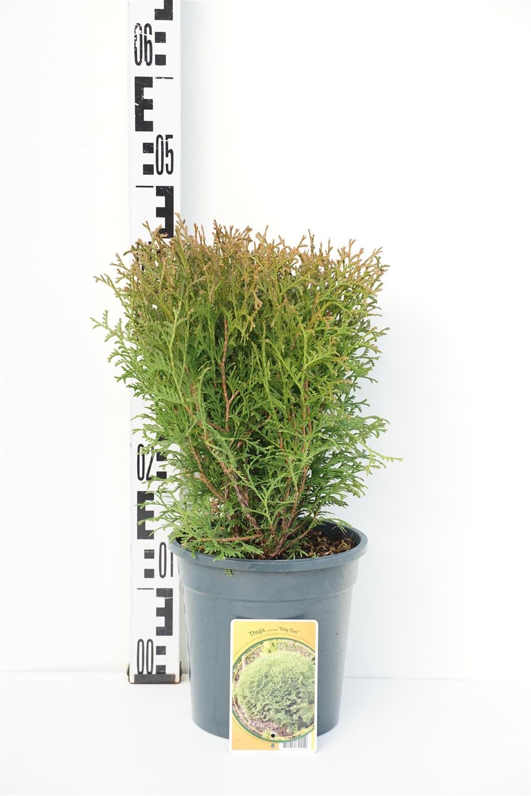 Thuja occidentalis &