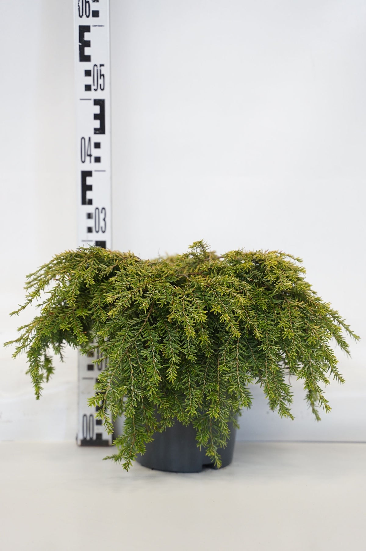 Tsuga canadensis &