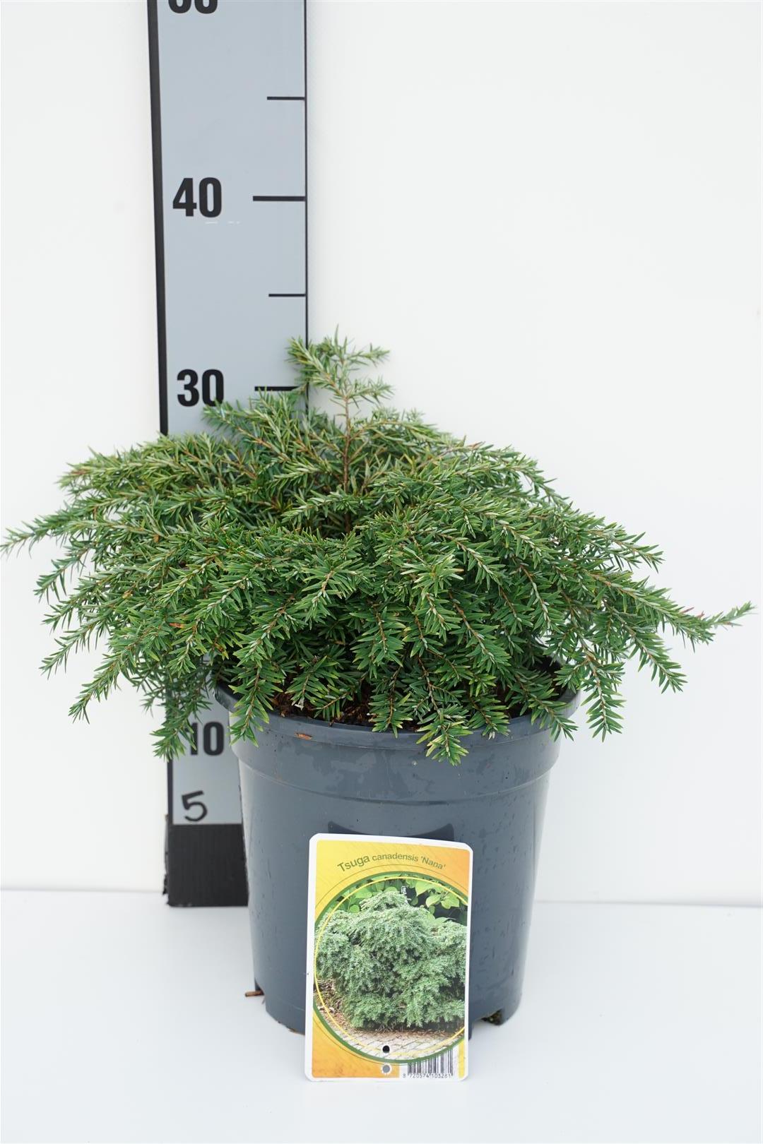 Tsuga canadensis &