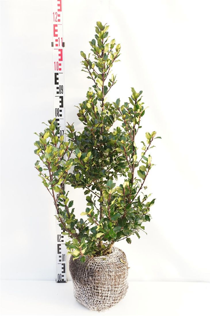 Ilex meserveae &