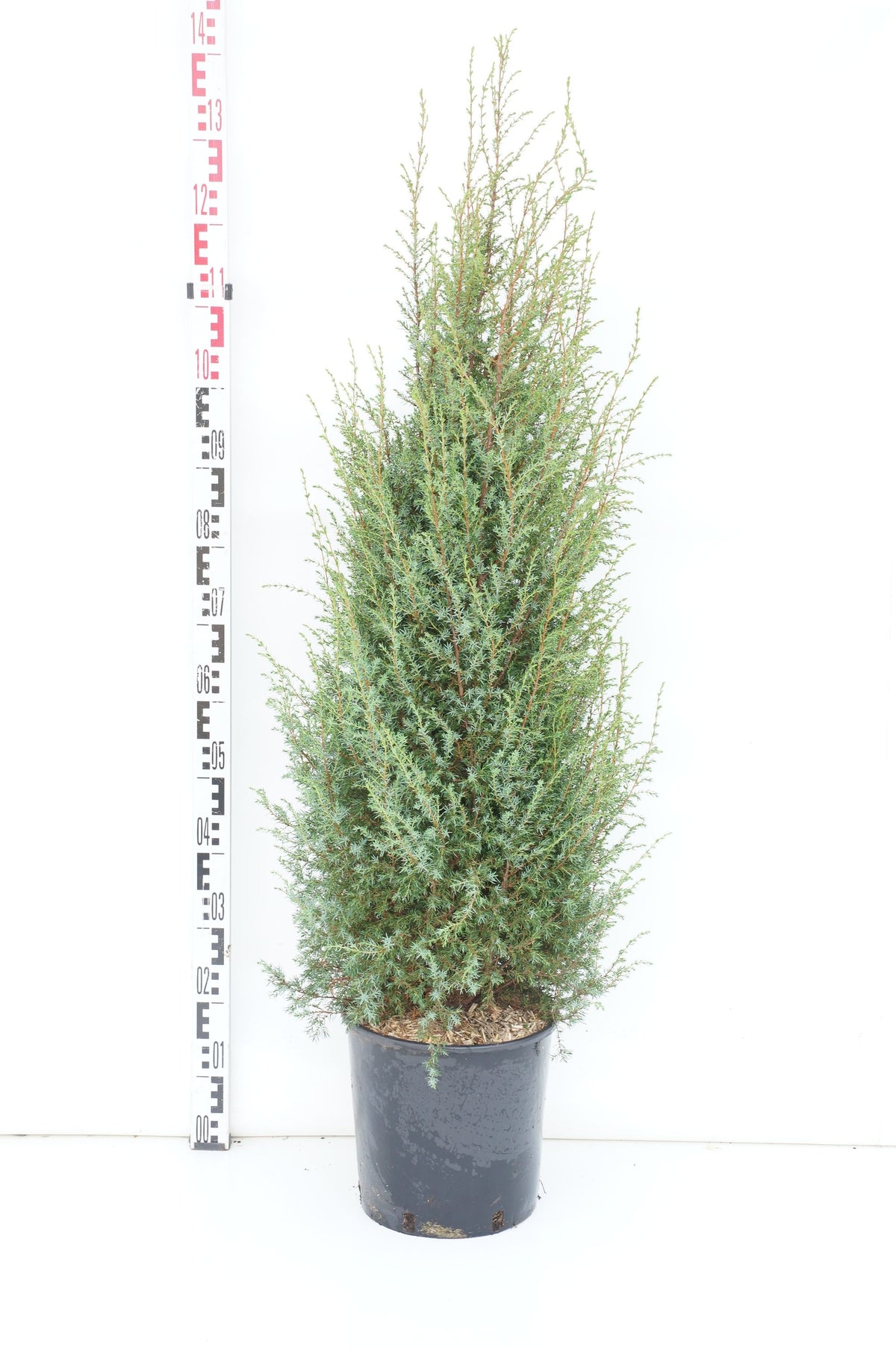 Juniperus communis &