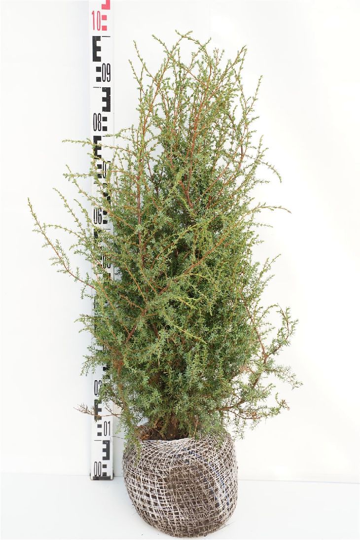 Juniperus communis &