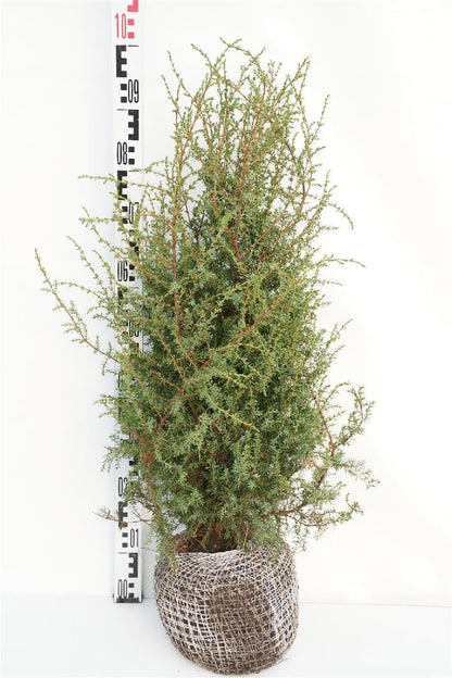 Juniperus communis &