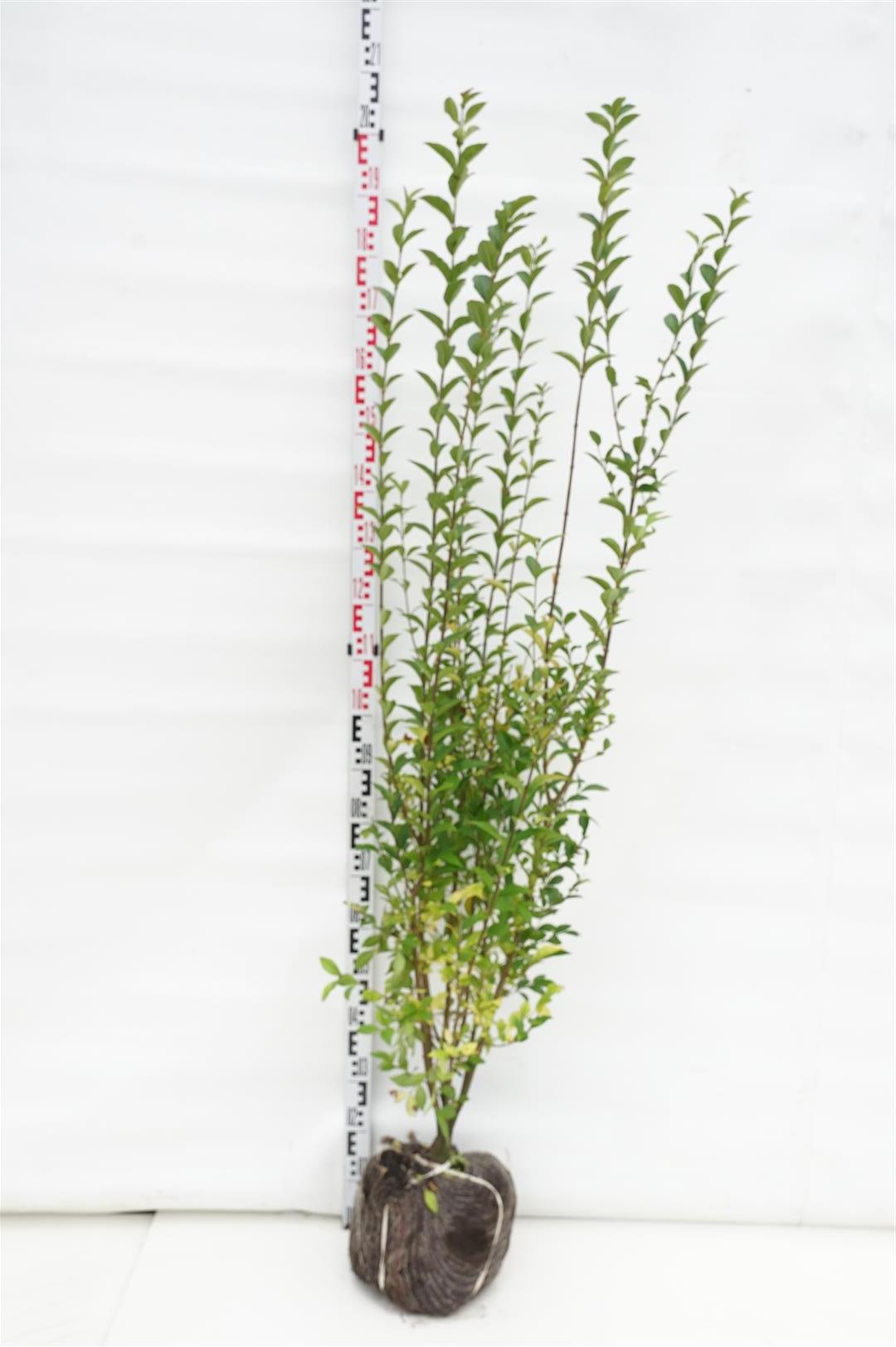 Ligustrum ovalifolium 125-150 cm rotklump