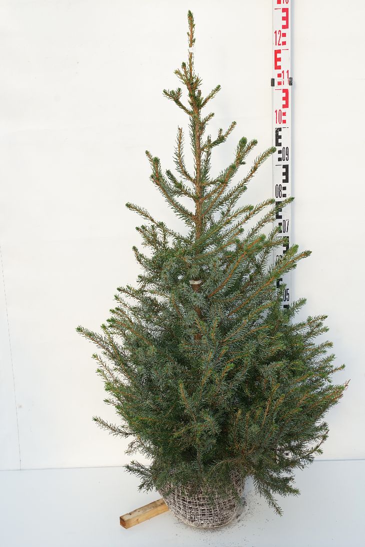 Picea omorika 100-125 cm rotklump