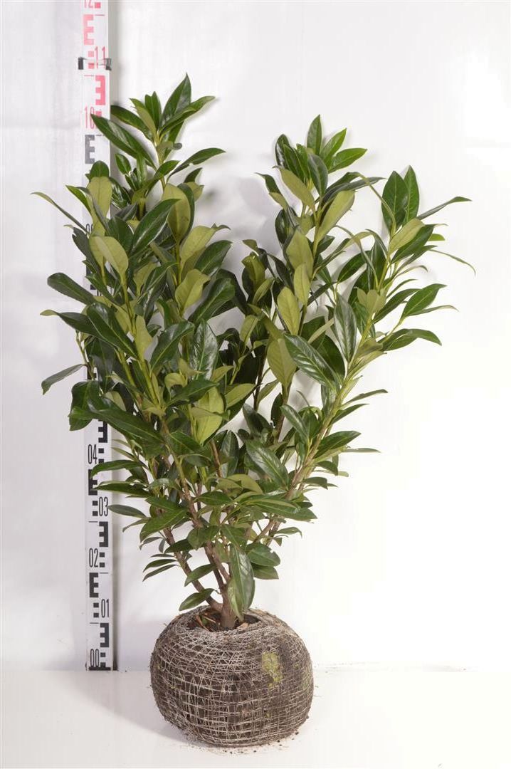 Prunus laurocerasus &