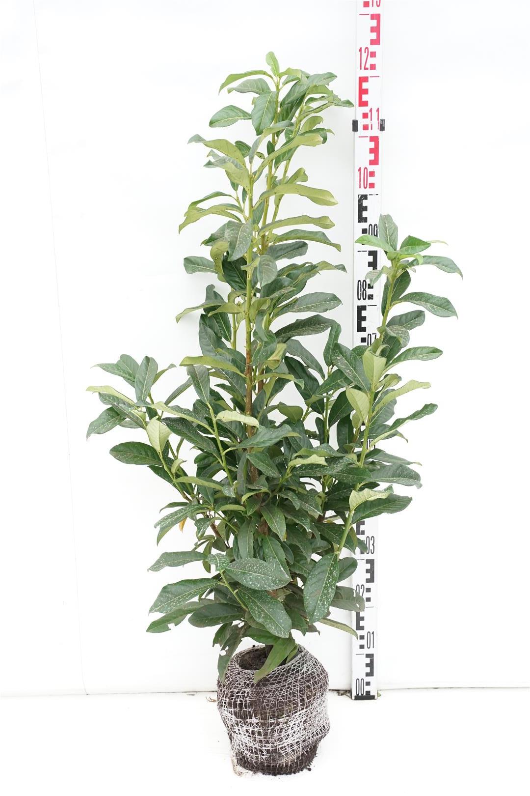 Prunus laurocerasus &