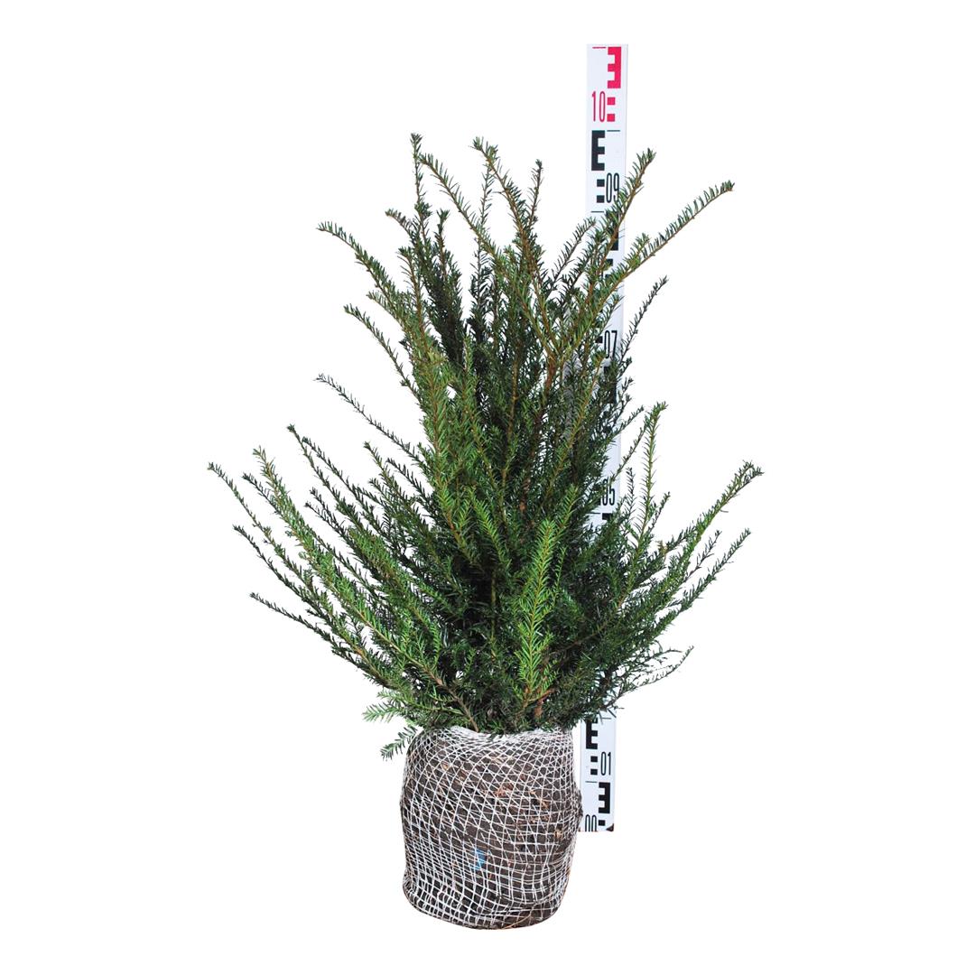 Taxus baccata 50-60 cm med rotklump