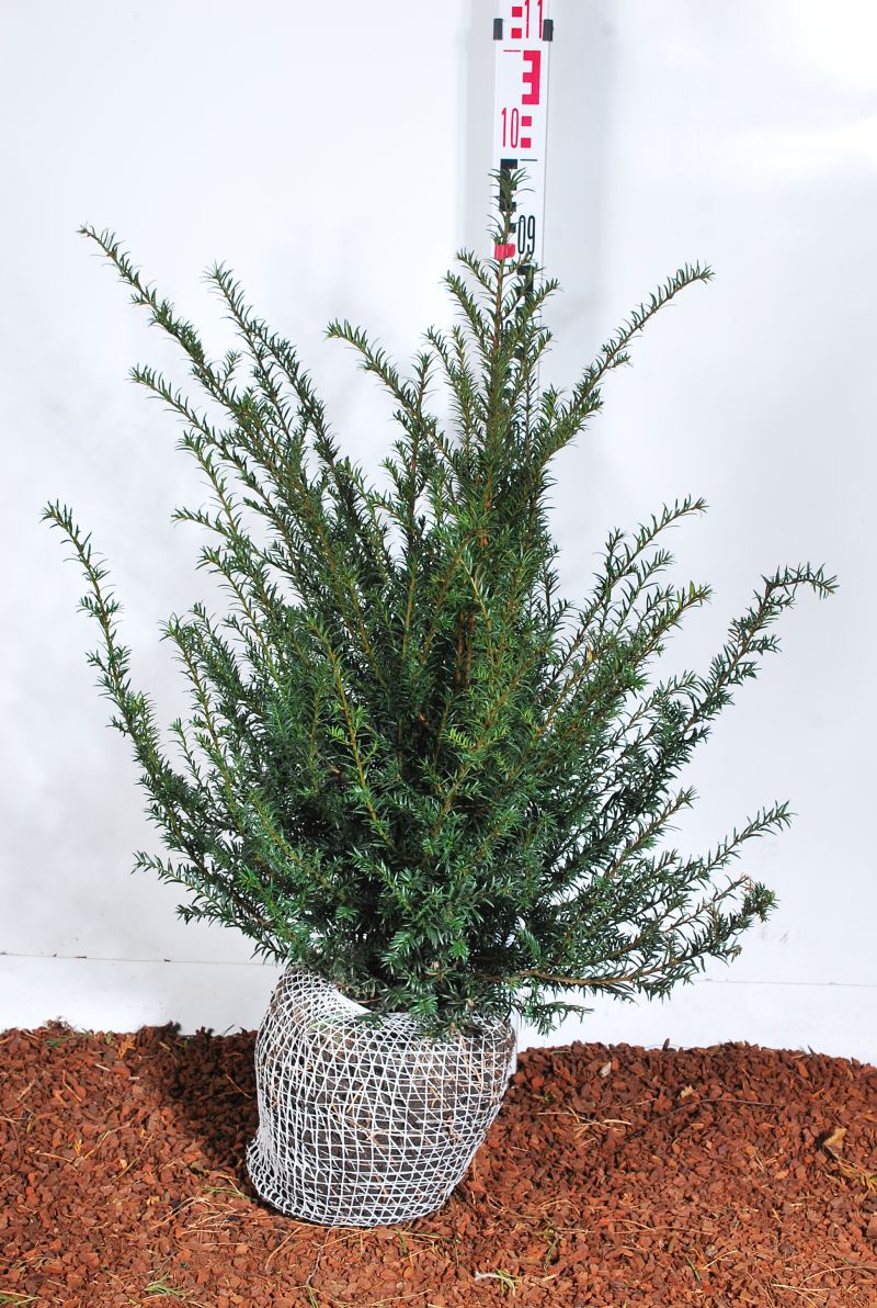 Taxus baccata 60-80 cm med rotklump