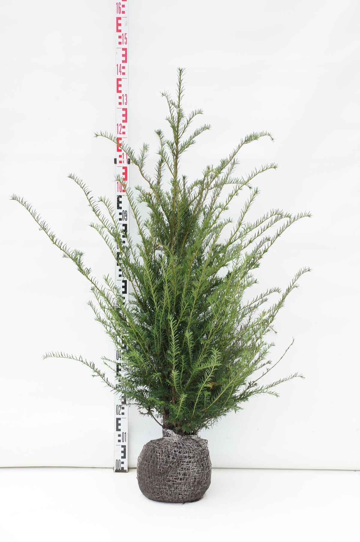 Taxus baccata 100-125 cm med rotklump