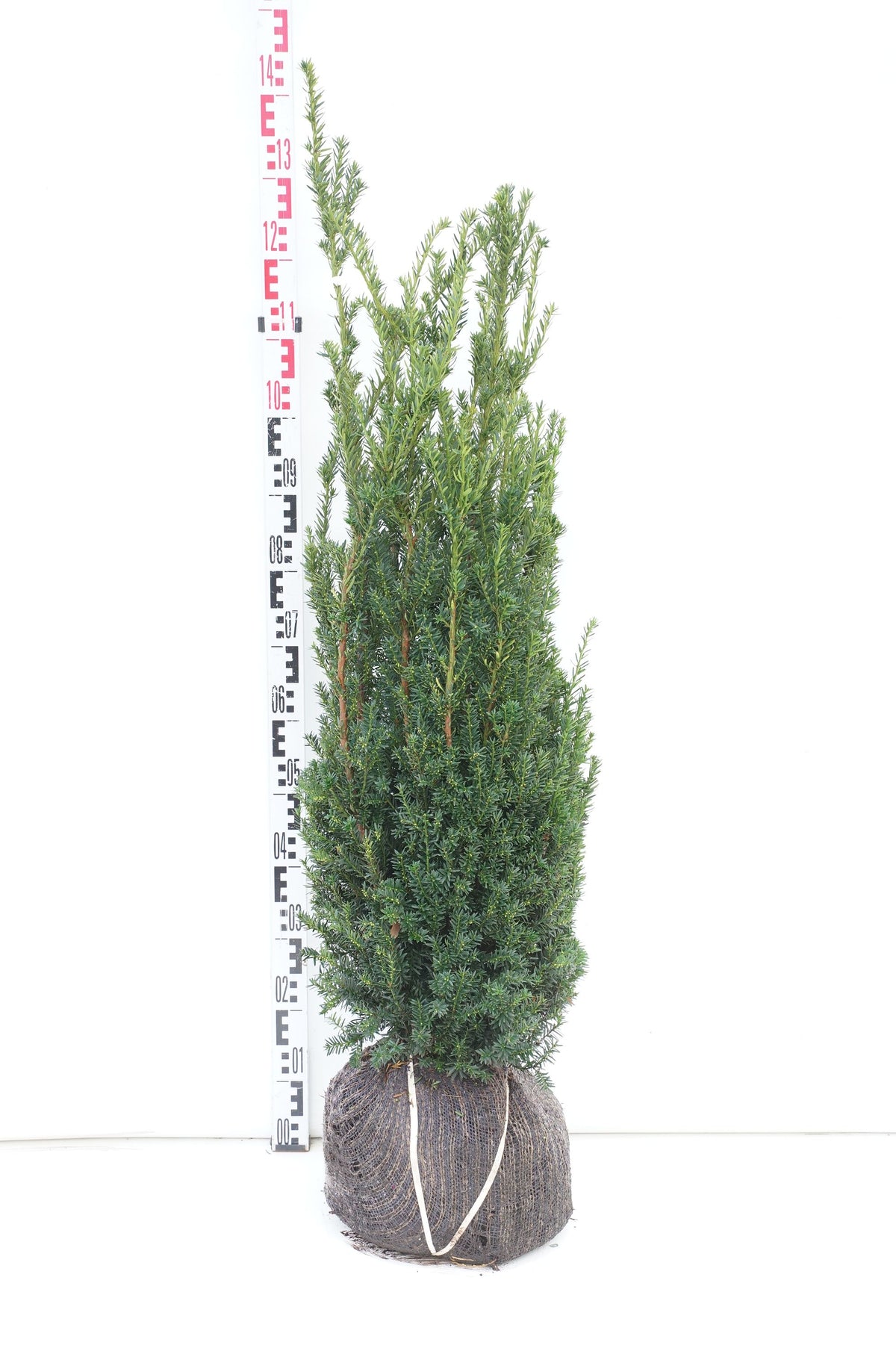 Taxus media &