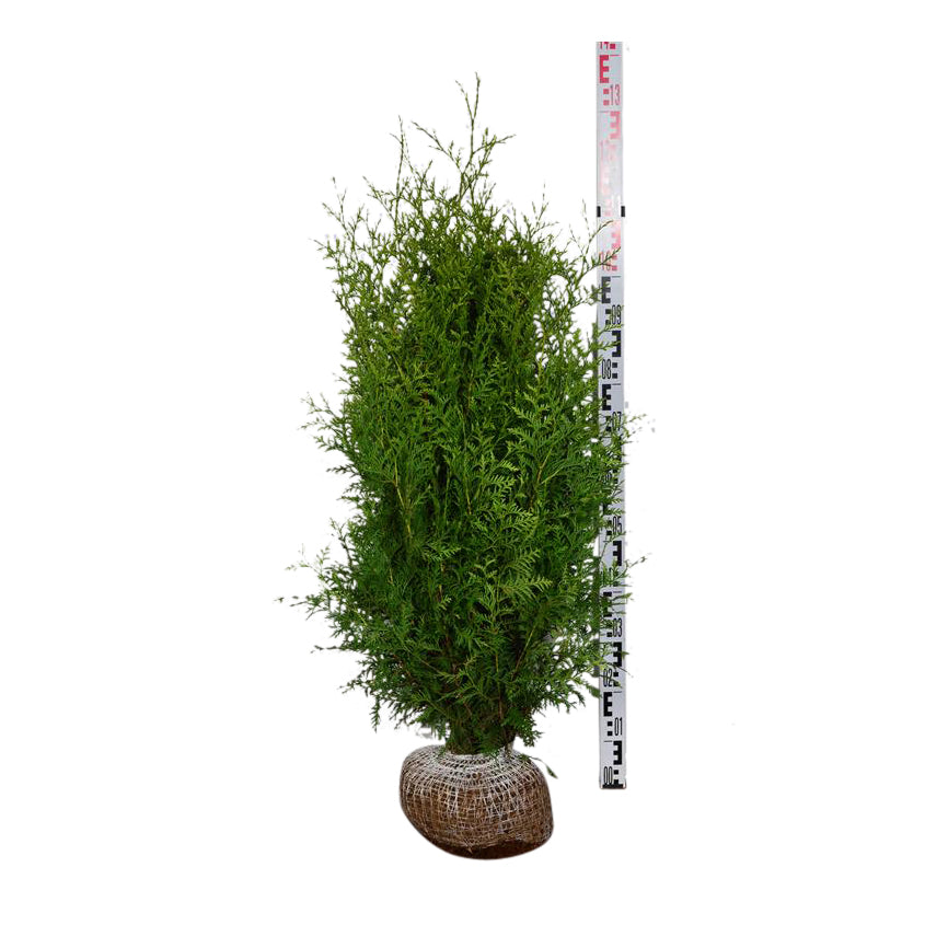 Thuja occidentalis &