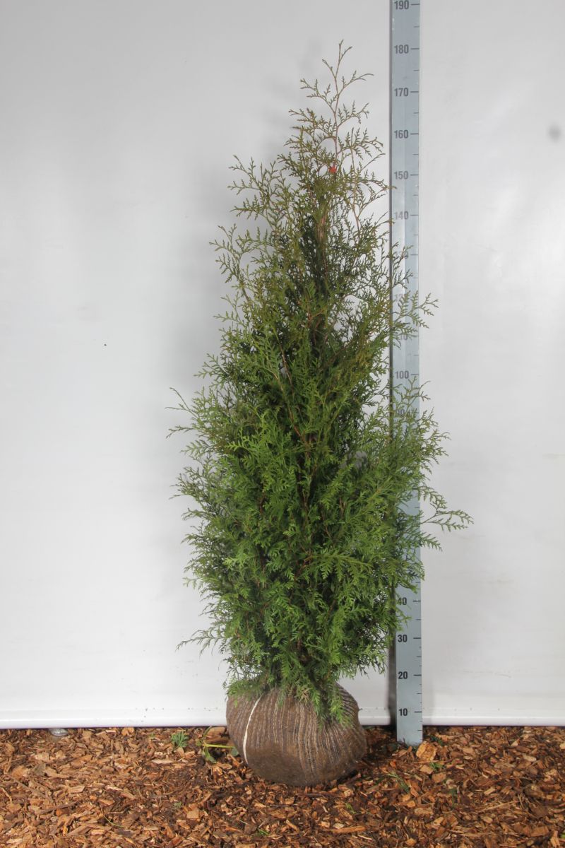 Thuja occidentalis &