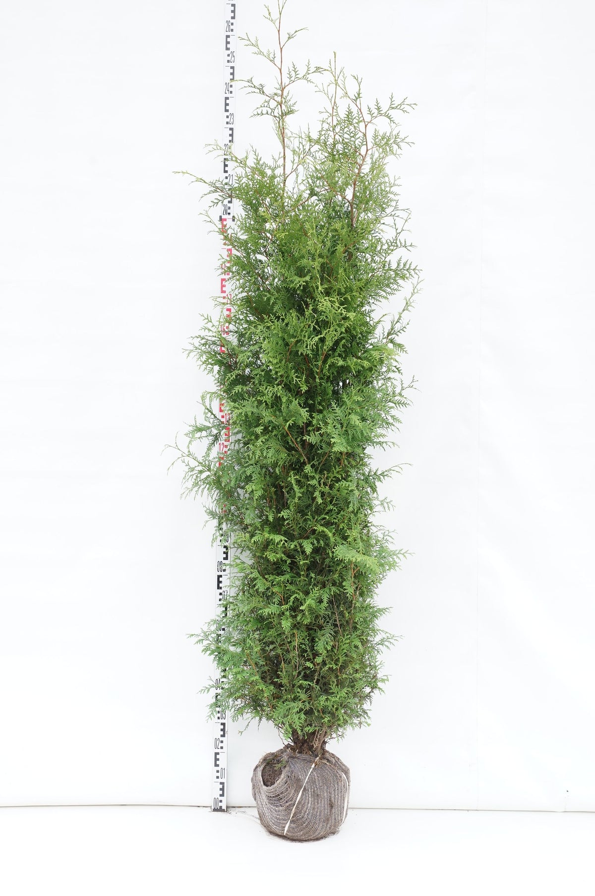 Thuja occidentalis &