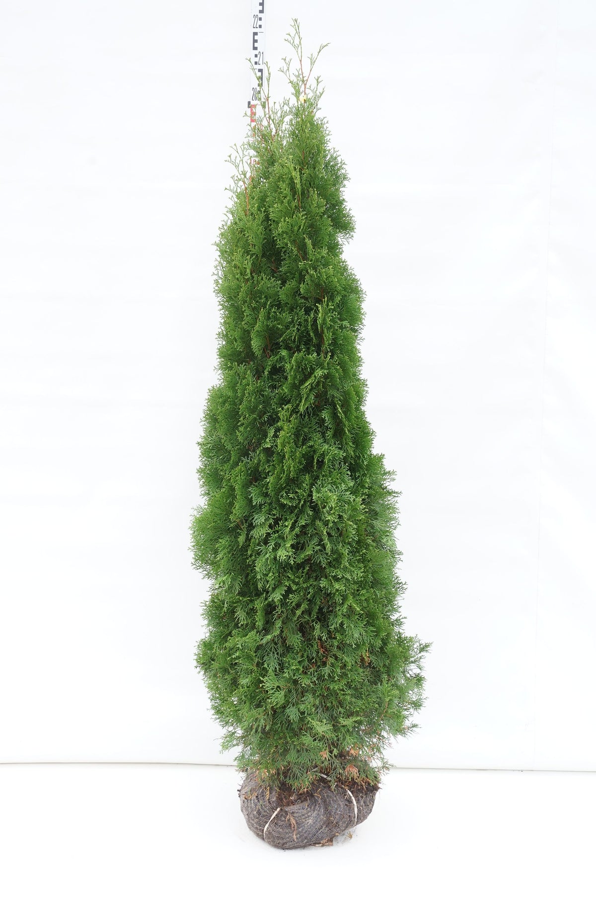 Thuja occidentalis &