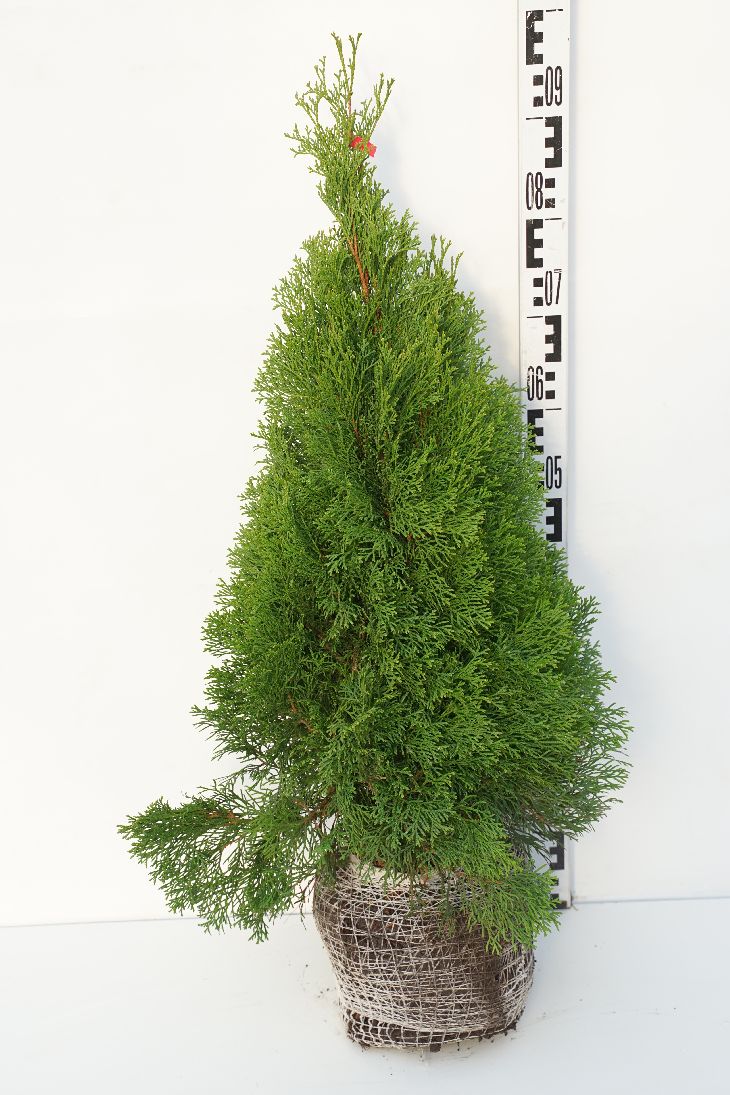 Thuja occidentalis &