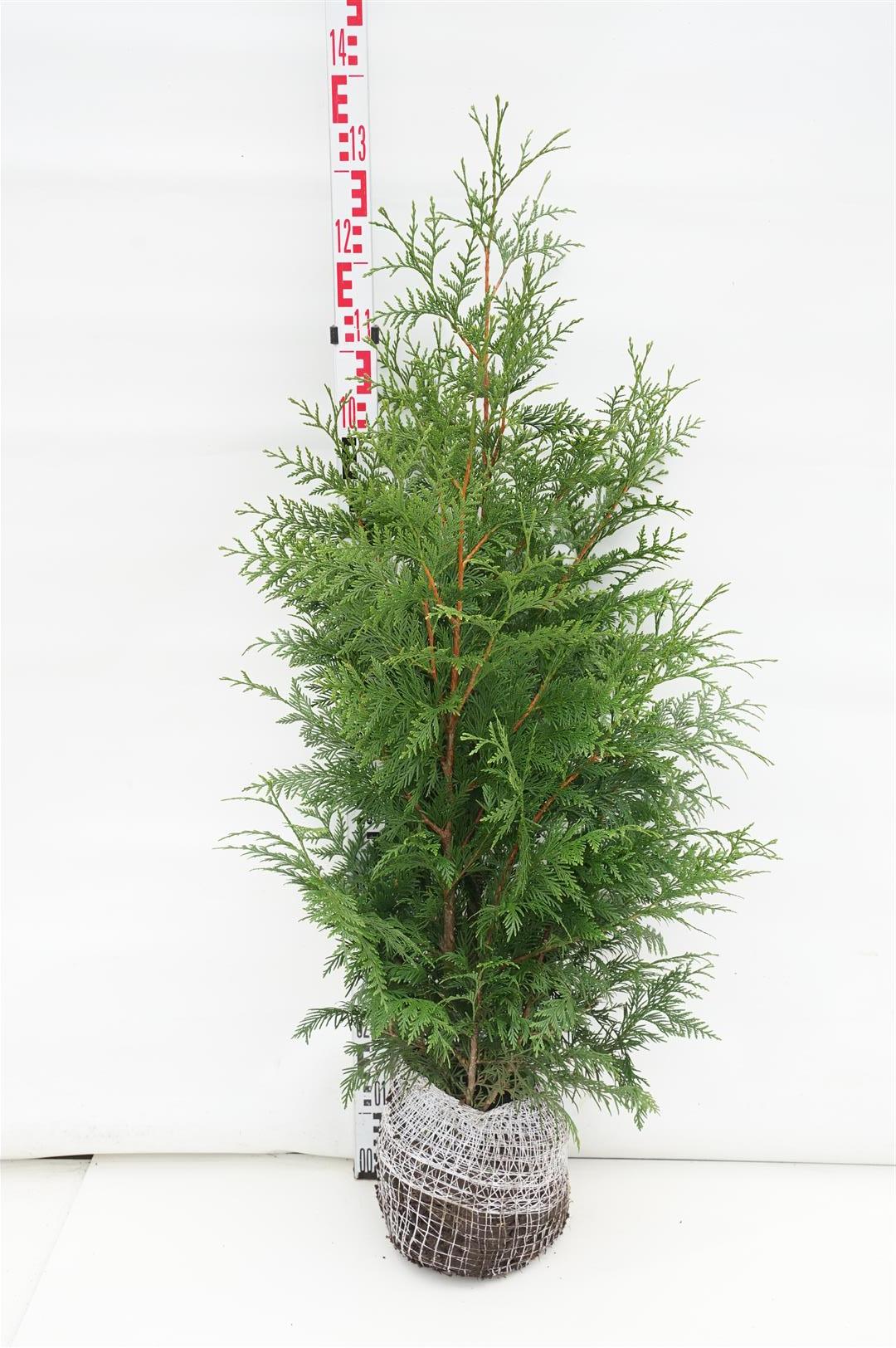 Thuja plicata &