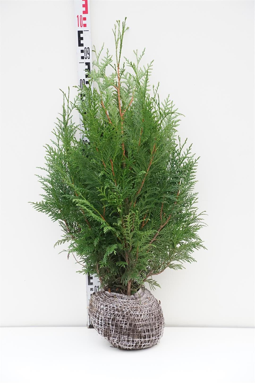 Thuja plicata &
