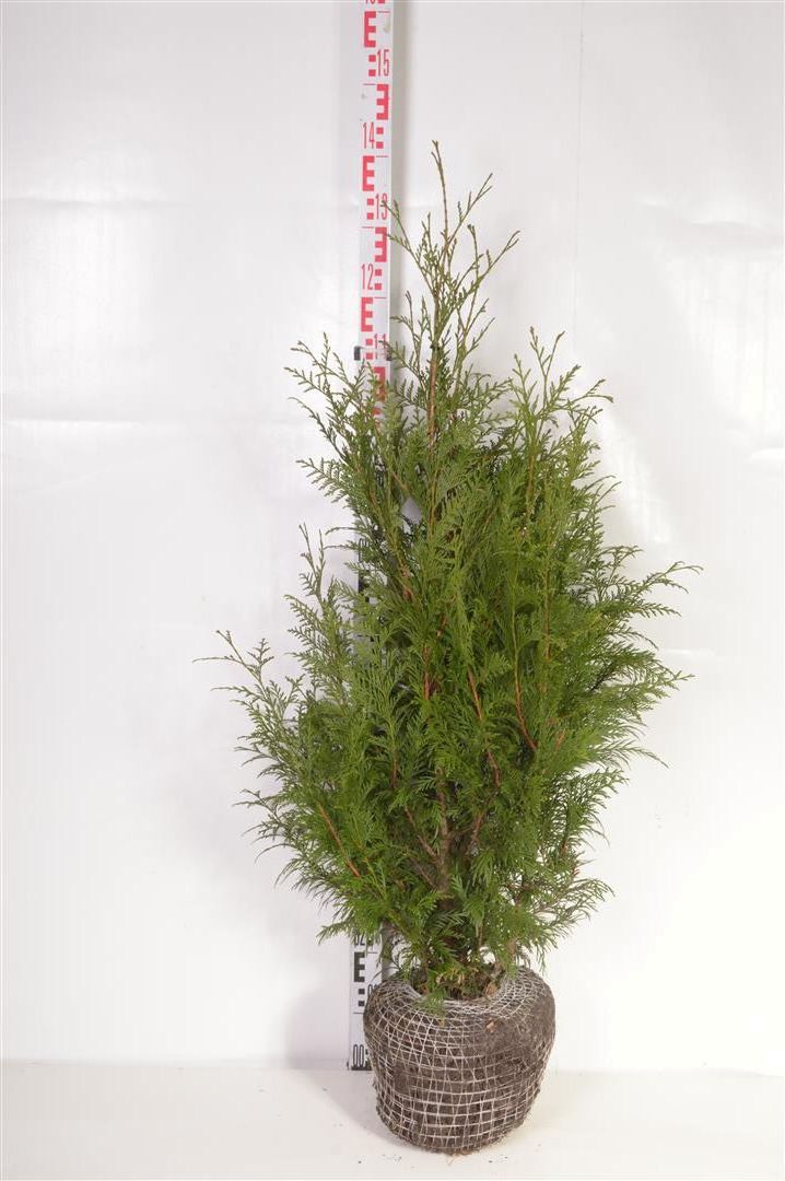 Thuja plicata &