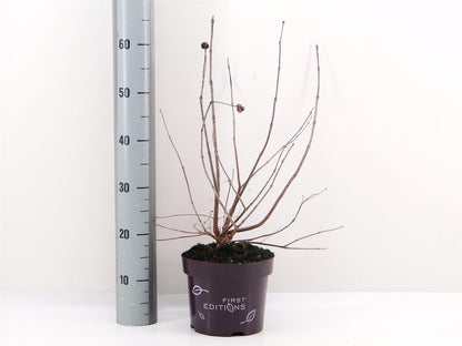 Cephalanthus o. &