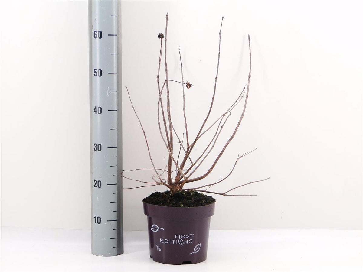 Cephalanthus occidentalis &
