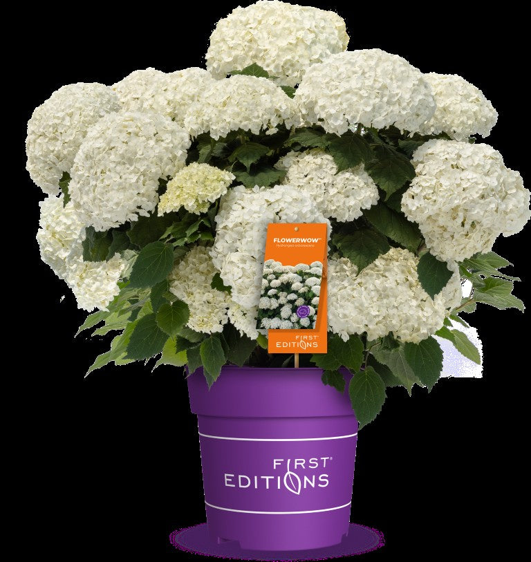 Hydrangea arborescens &