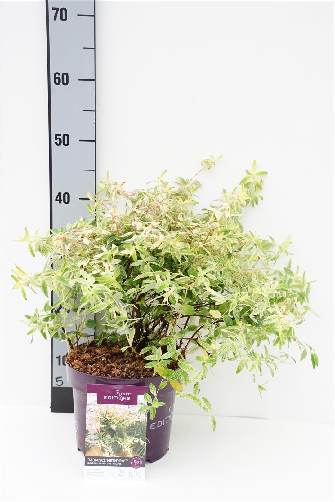 Hypericum &